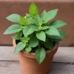 A vibrant Tulsi plant, also known as Holy Basil, freshly planted in a rustic terracotta pot. Sunlight filters through its rich green leaves, creating a calming and serene ambiance.