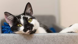 What's Wrong With Your Cat? Quiz