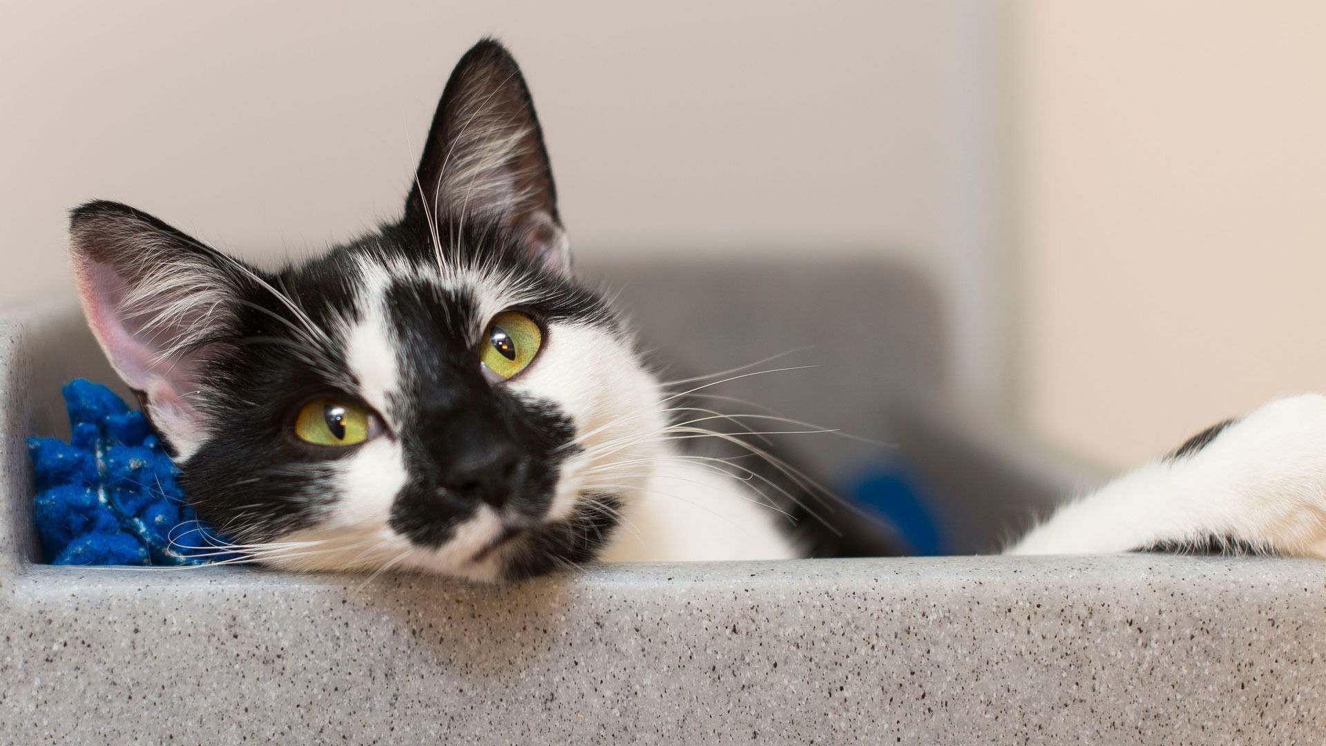 Is your cat behaving strangely? Take this quiz to find out what might be wrong with them!