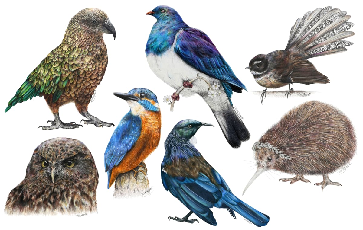 Which NZ Bird Are You?