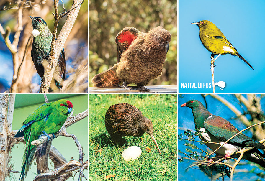 How Well Do You Know NZ Birds Quiz