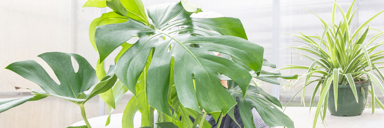 Find out which plant aligns perfectly with your personality and lifestyle.