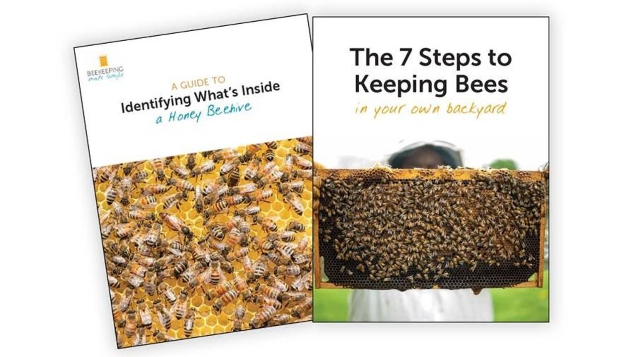 Hive-to-Table: How Well Do You Know the Beekeeping Process? Quiz Time!