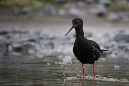 Guess the Rare Bird: New Zealand Edition