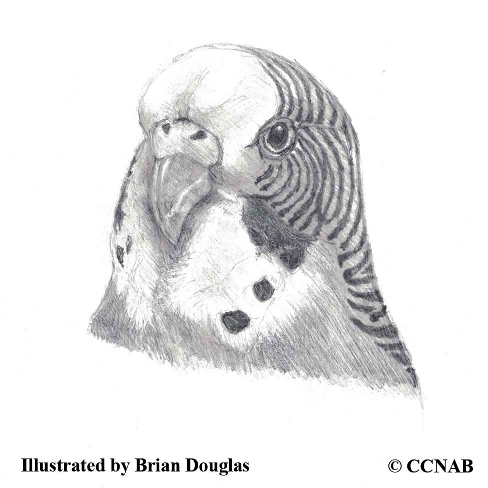 Do you think you know your feathered friends? Test your avian knowledge with our Guess the Bird Quiz: Exotic Edition! See how many feathered friends you can identify correctly out of 10.
