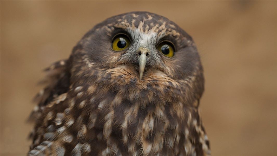 Guess the Bird Song: New Zealand Edition