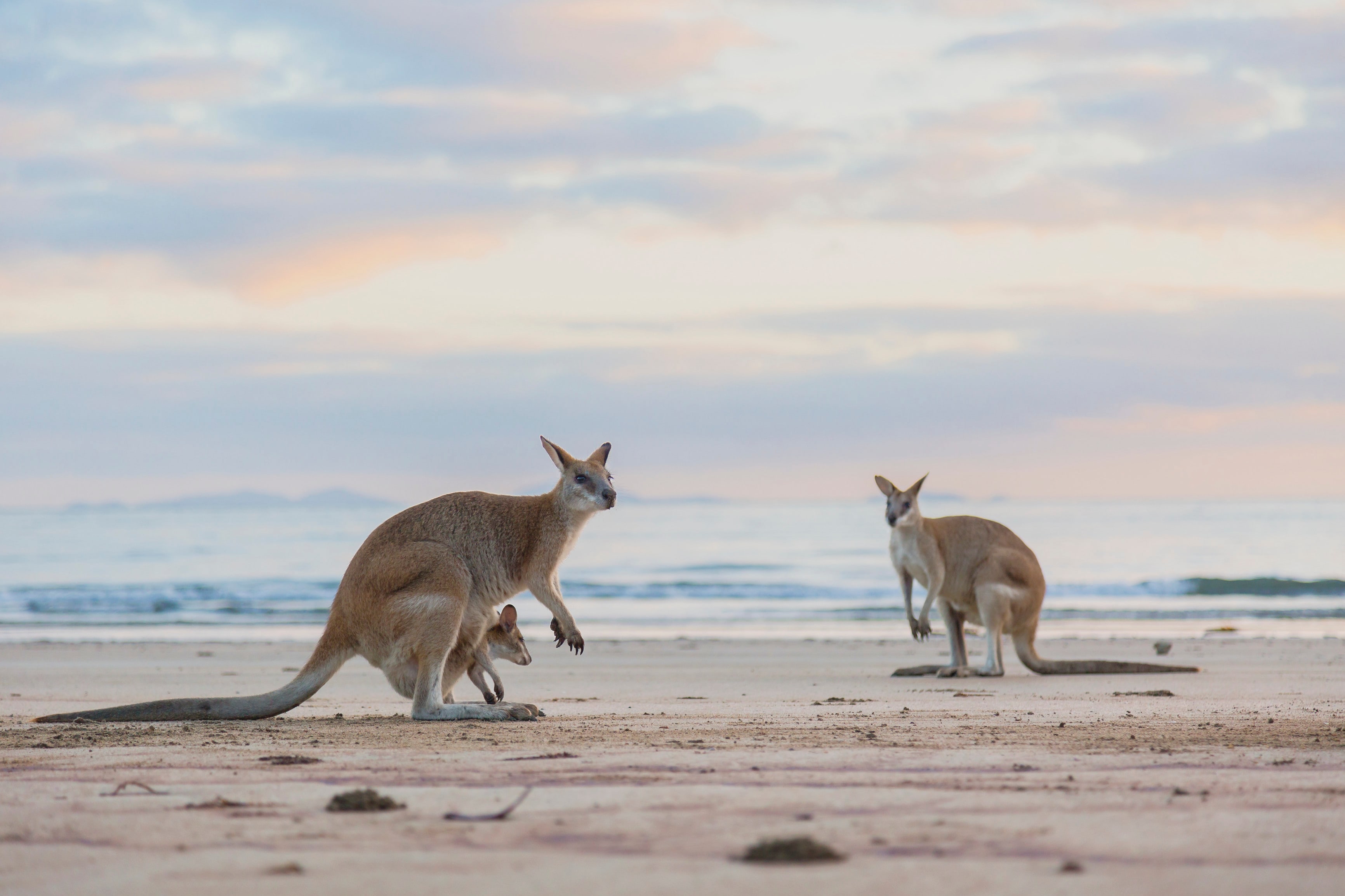 Test Your Knowledge: Australian Wildlife