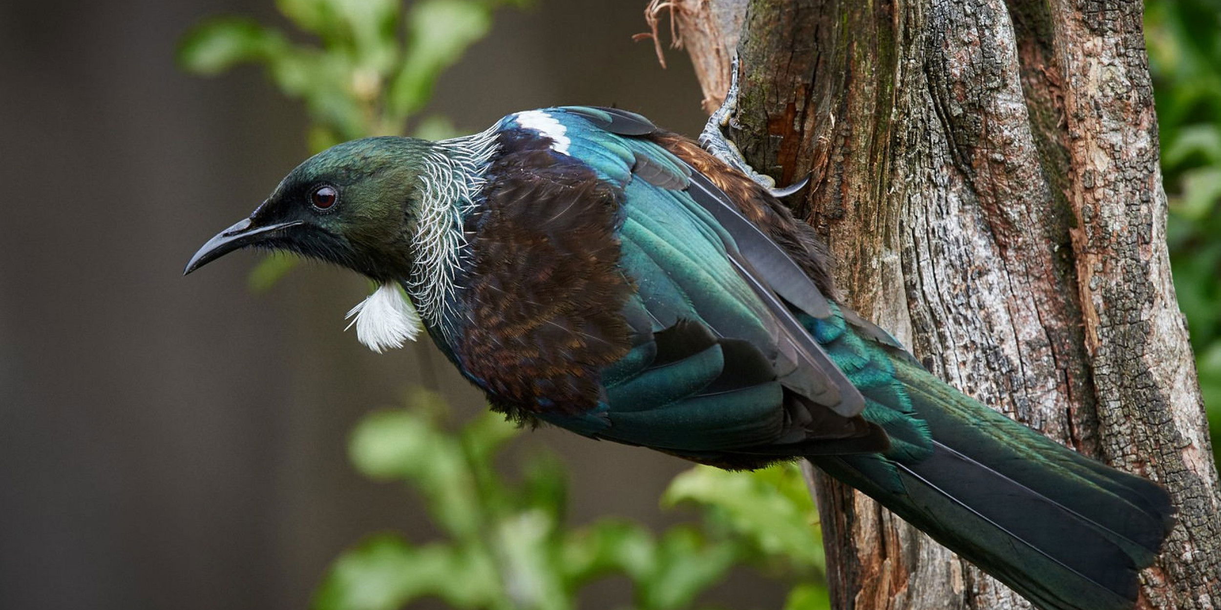 Test your knowledge of New Zealand birds in this challenging quiz! Can you identify these beautiful feathered creatures correctly?