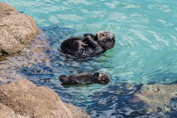 How Well Do You Know Otters? Take This Cute Quiz!