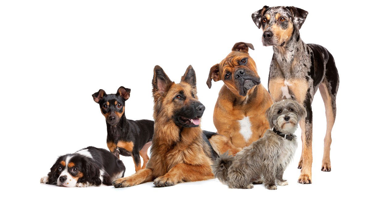 Discover which dog breed suits your personality best with this fun quiz!