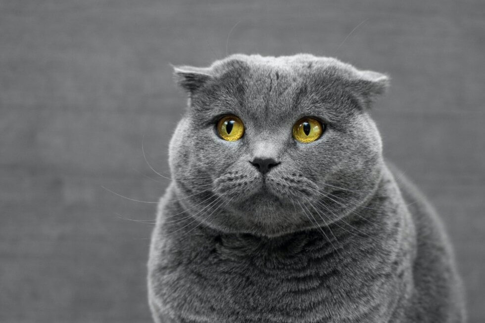 Find Your Purrrfect Match: Discover Your Cat Breed Based on Your Personality!