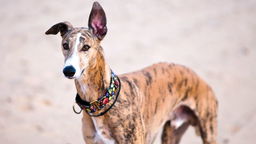 How Well Do You Know Greyhounds? Test Your Knowledge with These Little-known Facts!