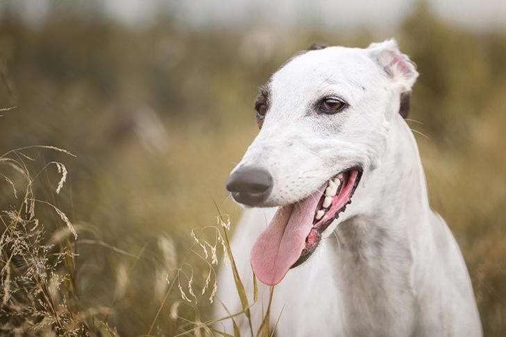 10 Surprising Facts About Greyhounds