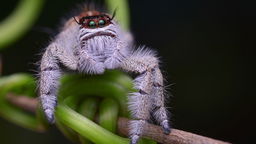 How Well Do You Know Jumping Spiders? Take This Fun Facts Quiz!