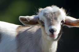 Unleash Your Inner Capricorn with These Surprising Goat Facts