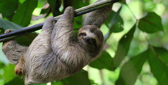 How Well Do You Know Sloths?