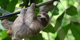 How Well Do You Know Sloths?