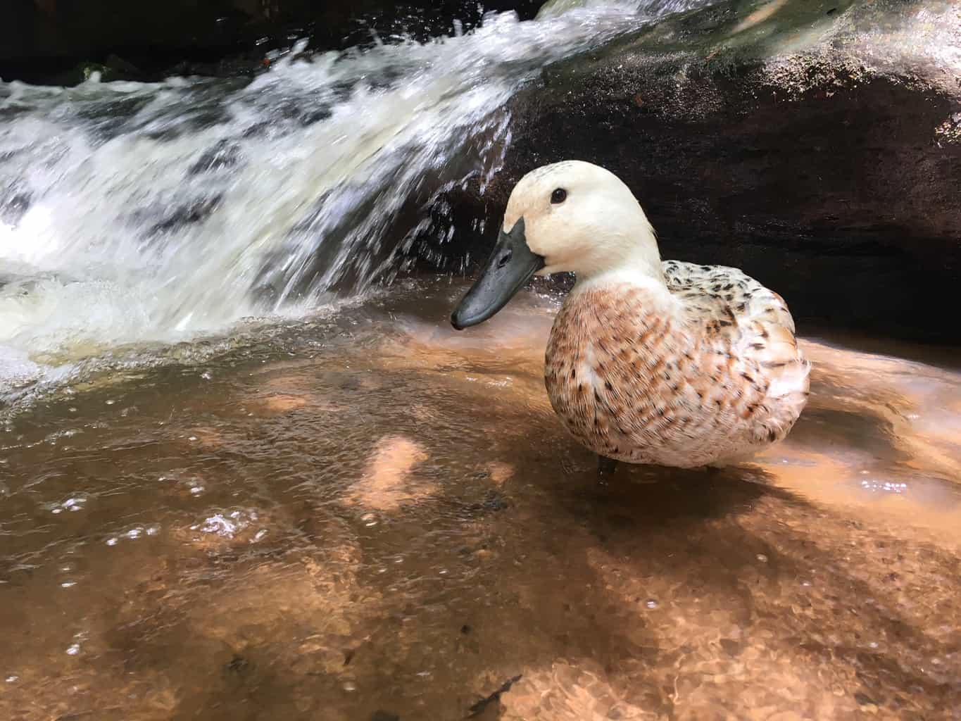 Prepare to be quacked up! Test your knowledge with this mind-blowing quiz about fascinating duck facts. Can you get all 20 correct?