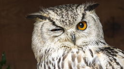 How Many Owl Facts You Didn't Know? Take Our Quiz and Find Out!