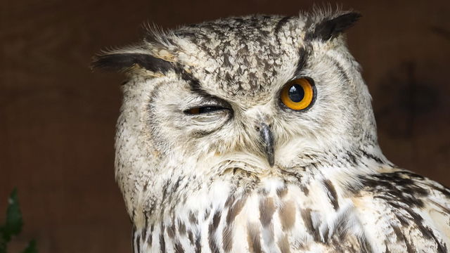 How Many Owl Facts You Didn't Know? Take Our Quiz and Find Out!
