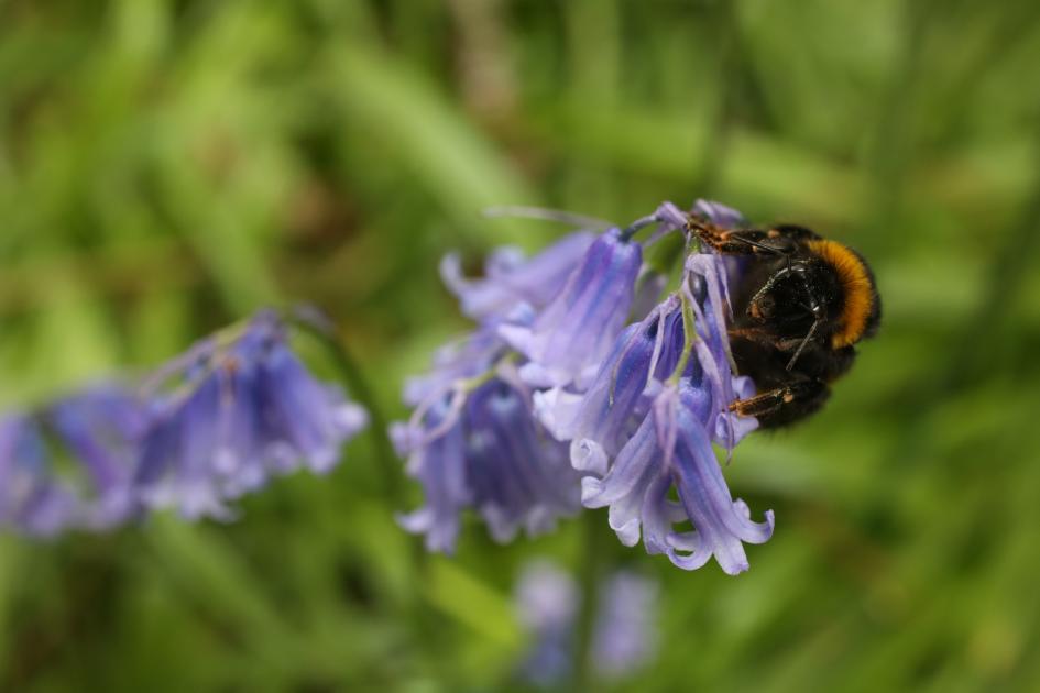 Buzzing with Knowledge: How Many Bees Can You Get Right?