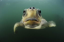 Mind-Blowing Turtle Facts Quiz