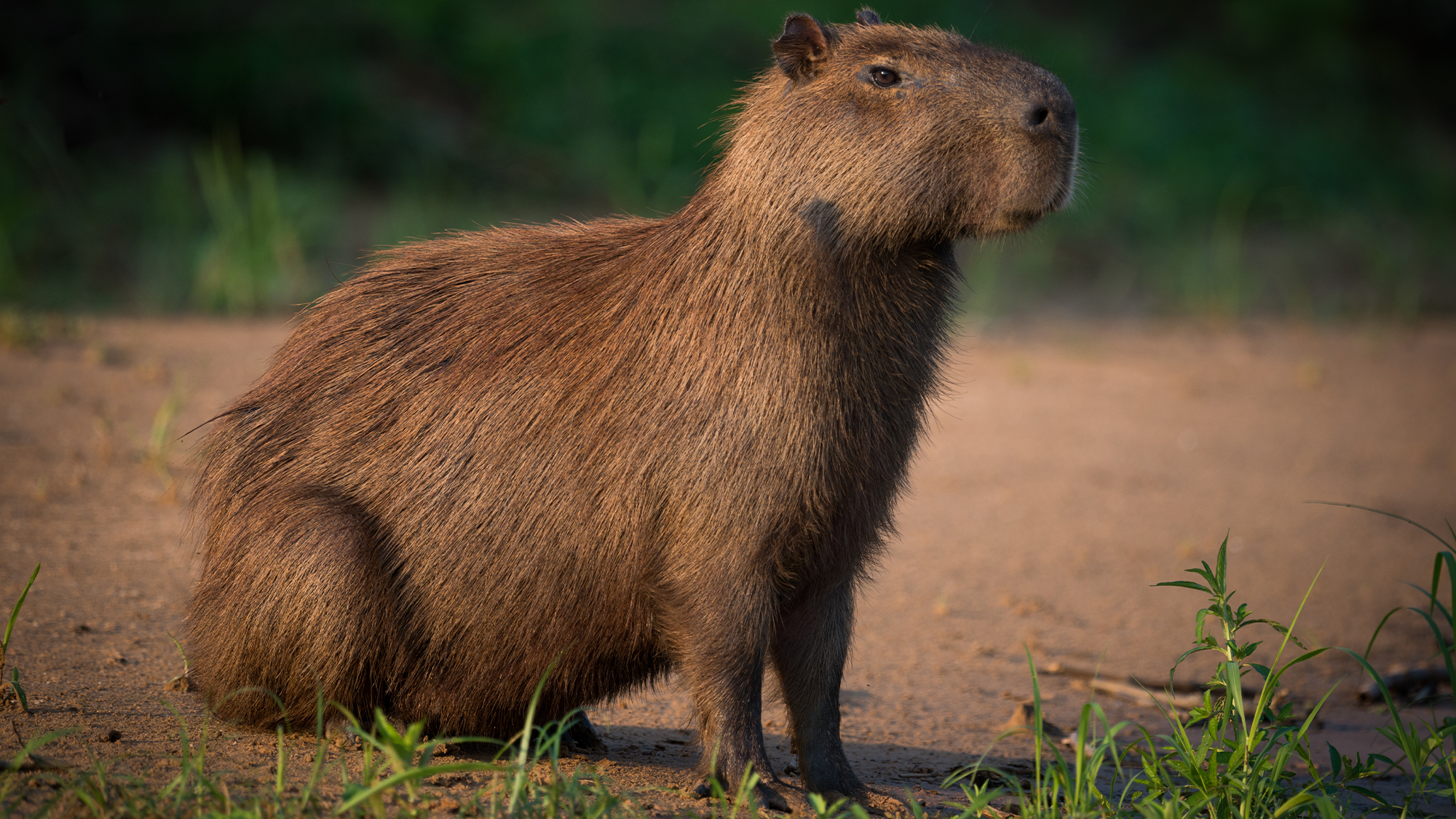 How Well Do You Know Capybaras?