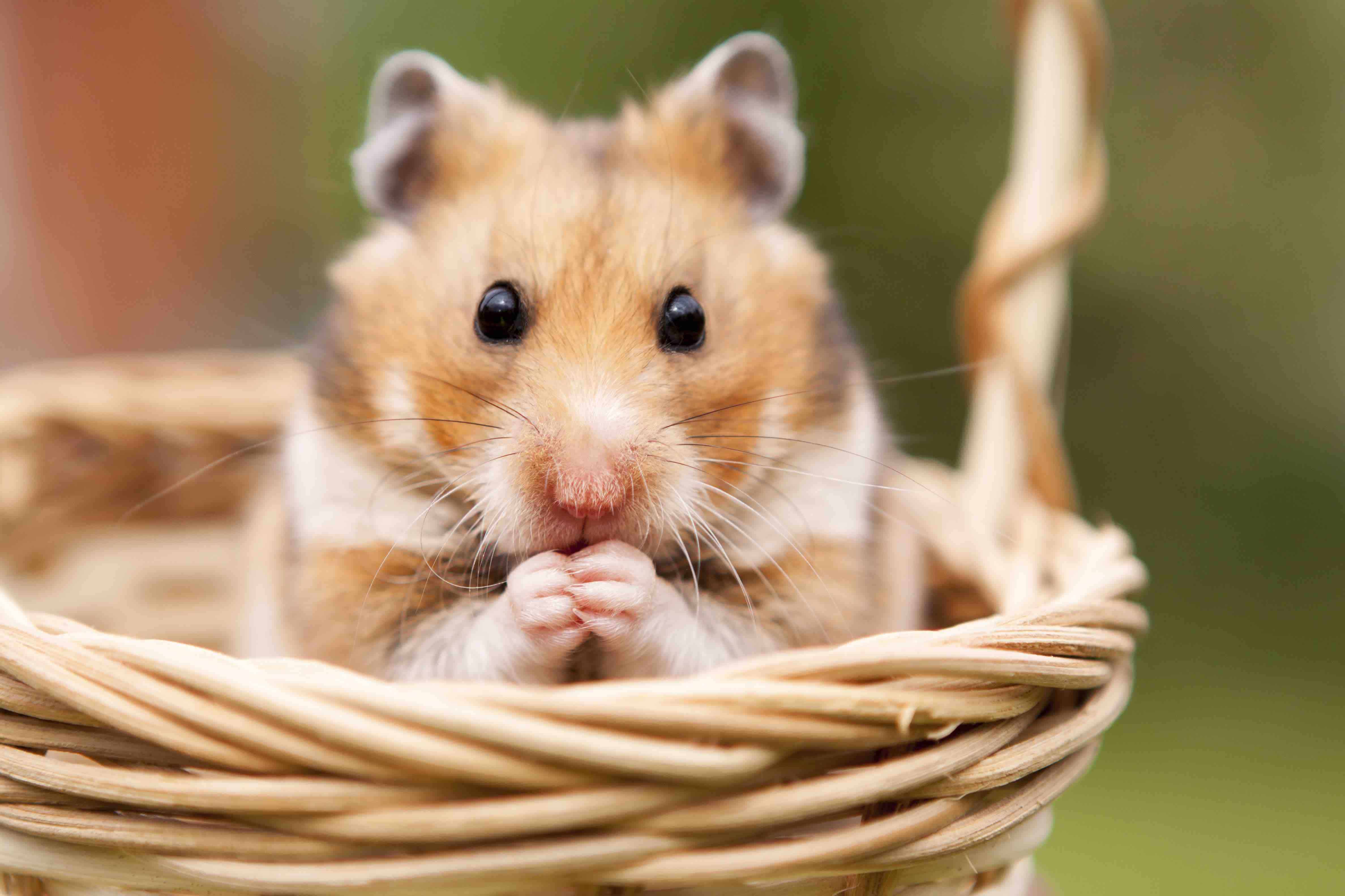 How Well Do You Know Hamsters? Take This Exciting Quiz!