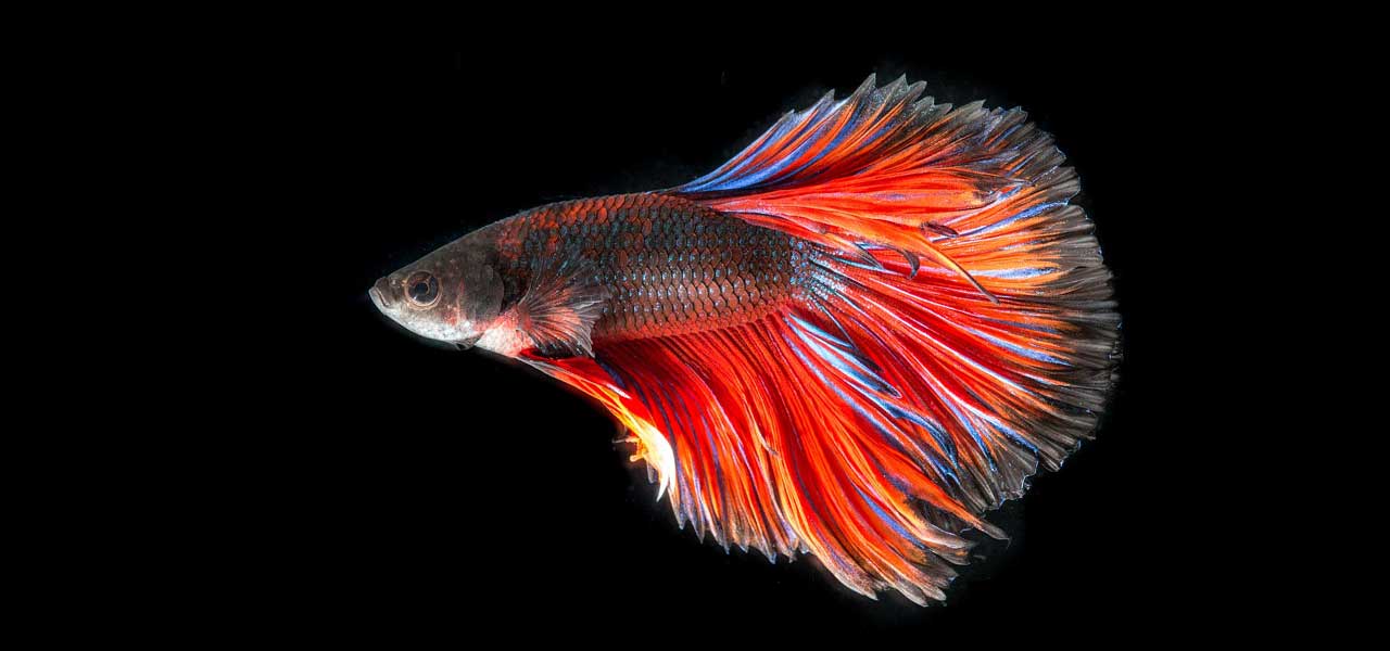 Think you know everything there is to know about betta fish? Put your knowledge to the test with our 20-question quiz and find out if you're a true betta fish expert!