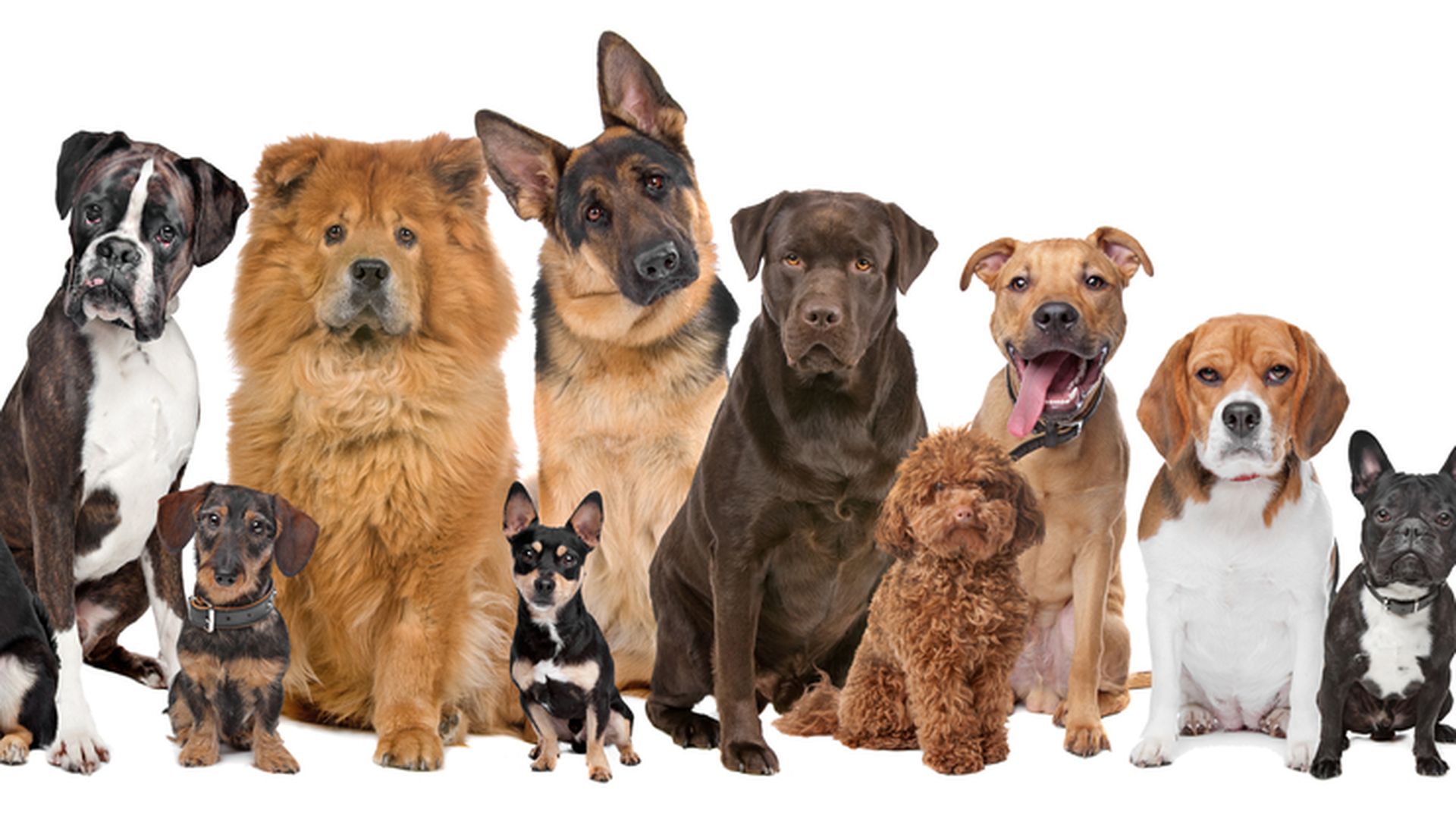 Can You Identify These Dog Breeds?