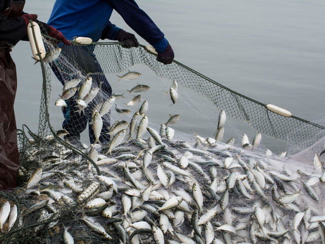 Test your knowledge on the pressing issue of overfishing. This quiz will challenge your understanding of its causes, effects, and possible solutions.