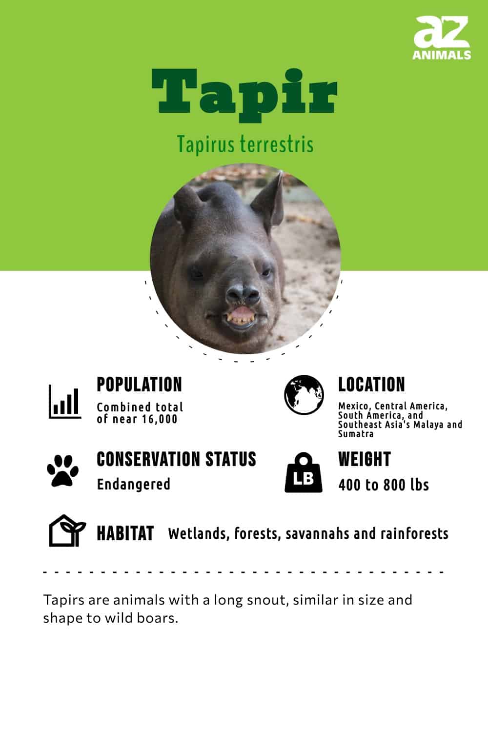 Think you know everything there is to know about the fascinating tapir? Put your knowledge to the test with these intriguing questions!