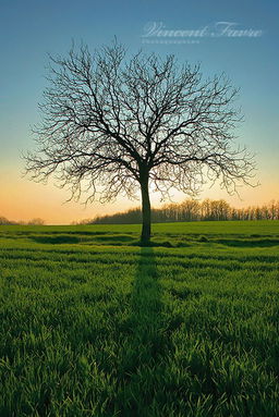 Which Tree Matches Your Personality?