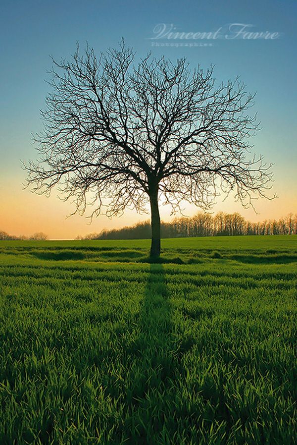 Ever wondered which tree reflects your personality? Answer these 15 questions to find out whether you're a resilient oak, a graceful willow, or something entirely unique!