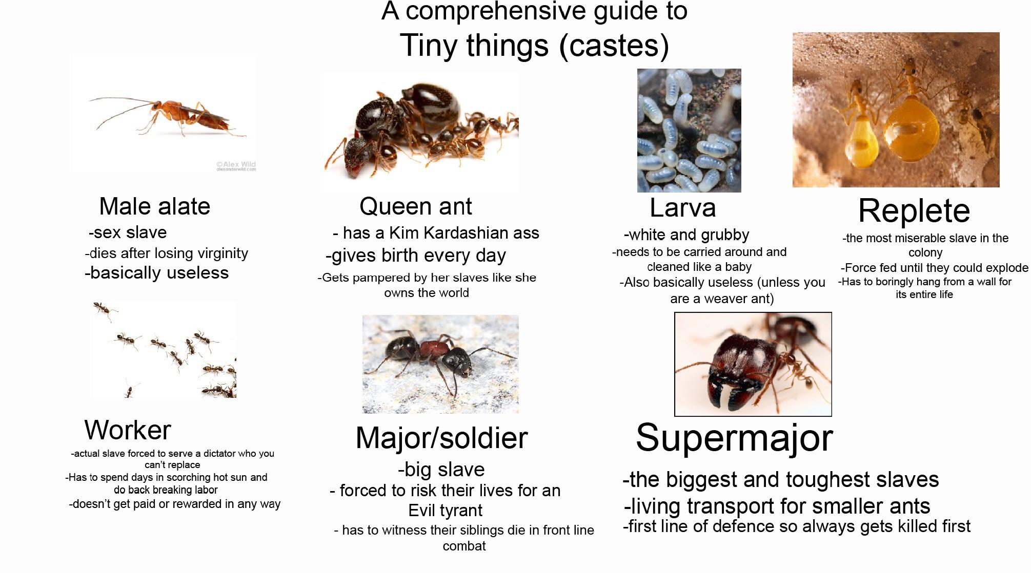 Ever wondered what role you would play if you were an ant in a bustling ant colony? Are you the hardworking worker, the protective soldier, or perhaps the queen herself? Take this quiz to find out!