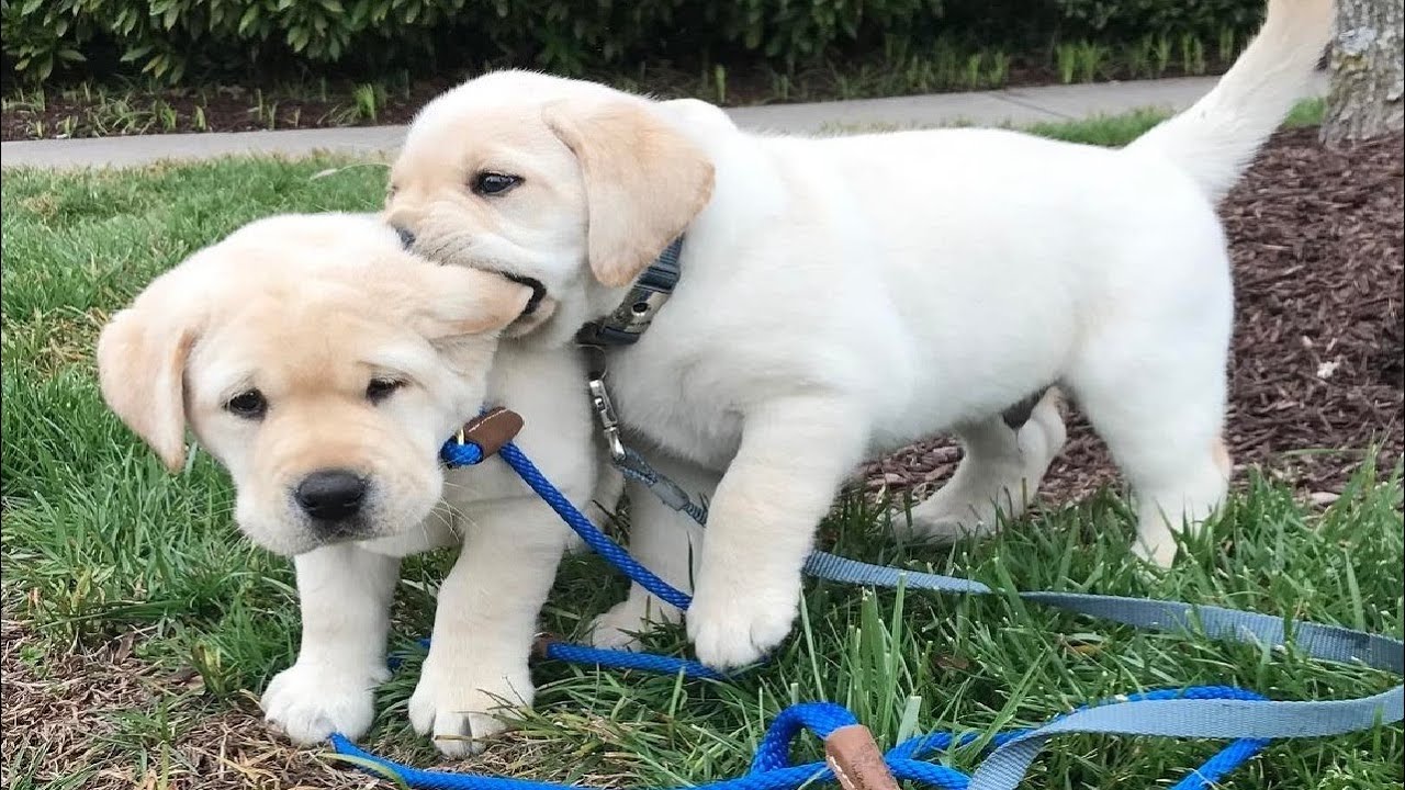 Think you know everything about the lovable Labrador Retriever? Test your knowledge and see if you're a true Labrador expert with our fun and challenging quiz!