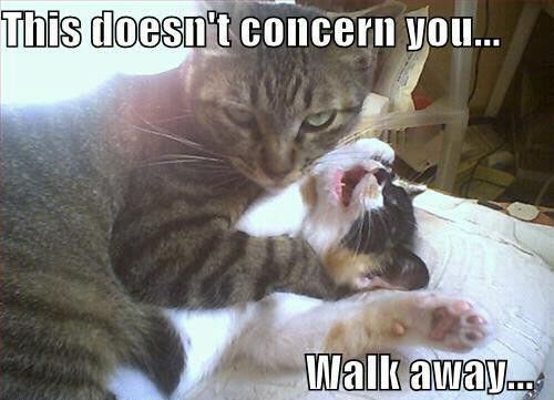 Ever wonder which type of feisty feline you resemble when you're feeling a bit grumpy? This quiz will match your personality with the perfect type of aggressive cat behavior. Are you a hissy fit or more of a sneaky swatter? Let's find out!