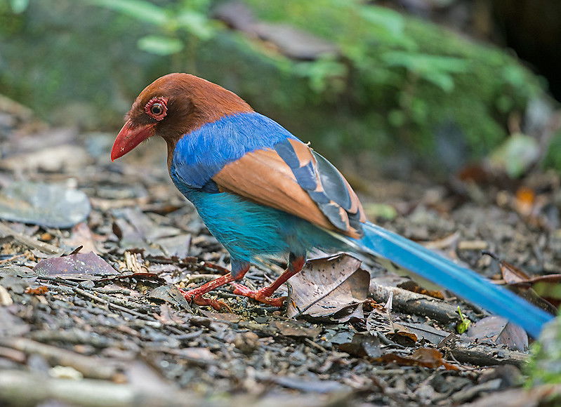 Discover which type of magpie you are most alike based on your personality traits! Dive into this fun and revealing quiz to connect your unique characteristics with our feathered friends.