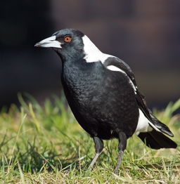 Magpie Mania: How Well Do You Know Australian Magpies?