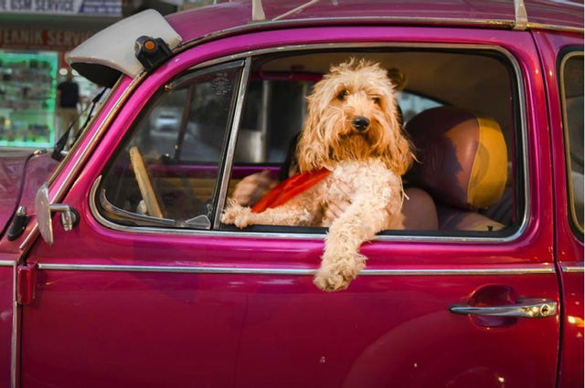 What's Your Hilarious Pet Spirit Animal?