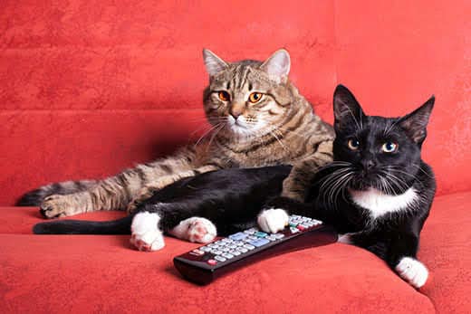 Ever wonder which TV show perfectly matches your cat's quirky and unique personality? This fun quiz will sort your feline friend into the perfect TV show setting based on their habits, traits, and preferences.