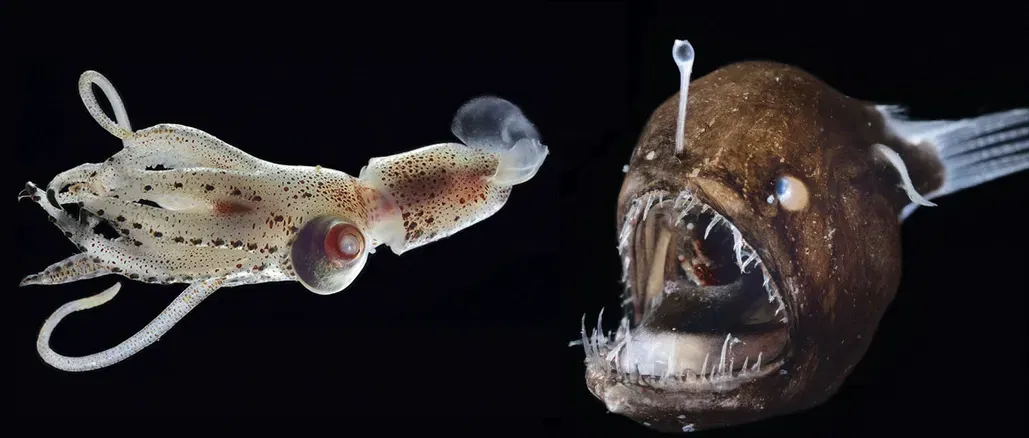 Explore the mysterious and fascinating world of deep-sea creatures! Test your knowledge on some of the most incredible inhabitants of the ocean's depths, from bioluminescent fish to bizarre invertebrates.