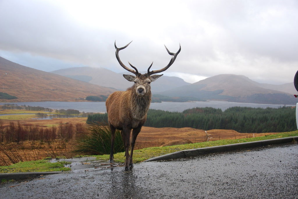 Test your knowledge about Scotland, its history, culture, geography, and famous landmarks. See how much you really know about this fascinating country!