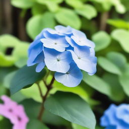 A beautiful, solitary hydrangea flower in full bloom, standing alone in a serene garden