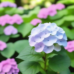 A beautiful, solitary hydrangea flower in full bloom, standing alone in a serene garden