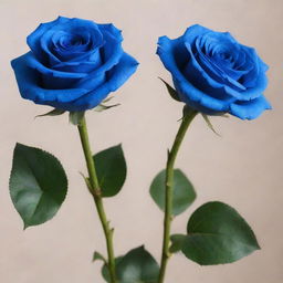 Three visually striking blue roses. Each rose has 16 lush, delicate petals.