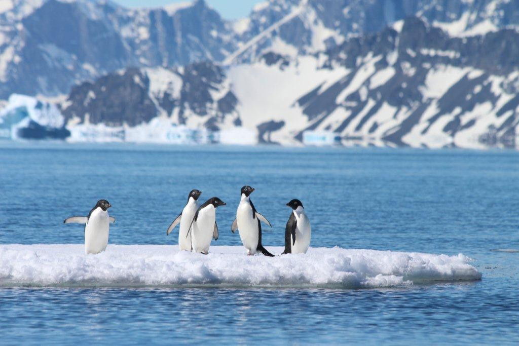 Test your knowledge about the icy continent with our ultimate Antarctica trivia quiz. See how much you know about its geography, wildlife, history, and more!