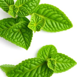 A fresh mint leaf with detailed textures and vibrant green color, set against a simple white background