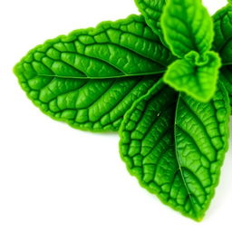 A fresh mint leaf with detailed textures and vibrant green color, set against a simple white background