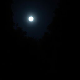 A dark night scene in a dense forest area with a full moon shining brightly in the sky